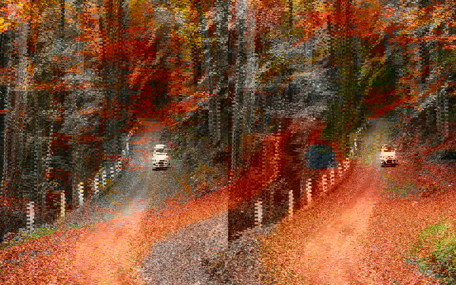 Car Forest Path 146671 9562